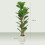 2x Artificial Fiddle Leaf Fig Trees - 120cm 3