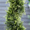 90cm Spiral Topiary Trees Set of 2 with Pots 8