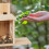 Casa para alimentar ardillas 3