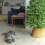 8ft Woodland Pine Artificial Christmas Tree 1