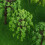 55 Pieces Model Building Trees, Model Trees Miniature Landscape Model Trees 3