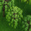 24 Pieces Model Building Trees, Mixed Model Trees, Landscape Model Trees 8