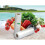 (5m)Sacs scellés sous vide transparents durables double couche organisation alimentaire conservation 10