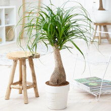 Pony Tail Palm Large Indoor House Plant Real Evergreen Nolina Tall Home Plants (60-70cm (incl. Pot)