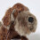 Homescapes Luxury Dog Door Stop 4