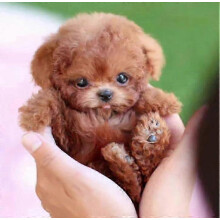 2025 New Robot Dog for Adults, AI Robotic Dog, Nicoo - My Realistic Robot Puppy That Acts Like a Real Puppy - Walking, Barking, Tail Wag