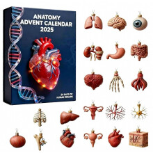 Menselijk anatomie-adventskalender 2025, aftelkalender met 24 dagen en 24 orgaanornamenten van acryl, kerstboomdecoratie en cadeau voor de feestdage