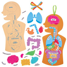 FN109 Human Body Kit - Pack of 4, STEM, Science, Health and Learning Aids for Kids and Schools