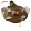 HOMAIRE 47" Round Walnut Dining Table 1
