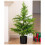 Simulated Fernock Pine Soft Rubber Desktop Christmas Tree Decoration 2