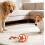 Smart Motion-Activated Rolling Ball Toy for Dogs with Self Play Design 5