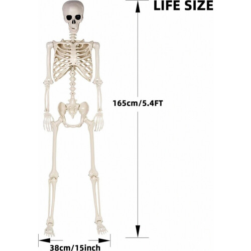 Σκελετός Halloween 5,4 ποδιών - Ανθρώπινος σκελετ 2