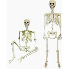 Levensgroot beweegbaar Halloween-skelet van 165 cm – Realistisch menselijk skelet met beweegbare gewrichten – Spookhuis