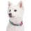 Colliers pour chiens réglables robustes, boucle à déclenchement rapide, nylon imperméable pour petits chiens 3
