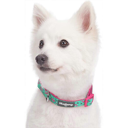 Colliers pour chiens réglables robustes, boucle à déclenchement rapide, nylon imperméable pour petits chiens 2