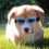 Óculos de sol elegantes e impermeáveis para cão e cachorro com proteção contra raios ultravioleta 3