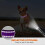 Dog Collar with Lockable Buckle, Reflective Nylon, Quick Release, Comfortable Material, High Visibility for Safe and Sty 5
