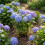 Shrub Support,Freely Adjustable Circular Shrub Support - Ideal for Supporting Hydrangeas and Other Flowering Shrubs,5PC 2