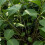 Shrub Support,Freely Adjustable Circular Shrub Support - Ideal for Supporting Hydrangeas and Other Flowering Shrubs,5PC 3