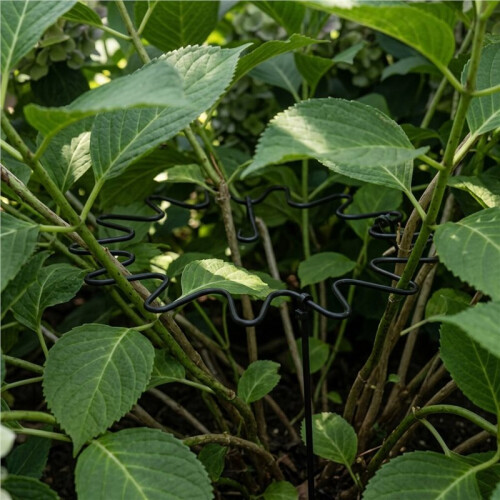 Shrub Support,Freely Adjustable Circular Shrub Support - Ideal for Supporting Hydrangeas and Other Flowering Shrubs,5PC 2