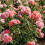 Shrub Support,Freely Adjustable Circular Shrub Support - Ideal for Supporting Hydrangeas and Other Flowering Shrubs,5PC 4