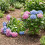 Shrub Support,Freely Adjustable Circular Shrub Support - Ideal for Supporting Hydrangeas and Other Flowering Shrubs,5PC 6