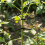 Shrub Support,Freely Adjustable Circular Shrub Support - Ideal for Supporting Hydrangeas and Other Flowering Shrubs,5PC 5