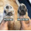 Κόφτης ποδιών Puppery Pawtrim Pro Precision για σκύλους και γάτες, λευκό χρώμα, εργαλείο π 5