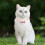 Collana per gatto e cane con perle e strass, 2 pezzi, elegante gioiello per matrimoni e feste, per cuccioli e gattini, b 2