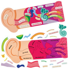 FN456 Human Ear Kits - Pack of 4, STEM, Science, Health and Learning Aids for Kids and Schools