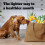 Pedigree Dentastix Light 35 Sticks Dental Chews Small Dog 7