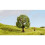 NOCH 20145 Albero melo 80 mm 1 pz 1