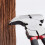 Multi Plier Fence Tool,10.8", Nails & Staple Puller, Cutting Pliers Multi Function Tool for Fence Repair Nails Removal 5