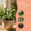 6Pcs Self Watering Plant Spikes - Automatic Plant Watering Tools 3