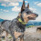 Wear-Resistant Reflective Dog Collar, Adjustable Length Strong Leash D-Ring for Enhanced Safety Pull Feature, Easy-To-We 4