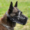 Black Adjustable Leather Muzzle Compatible with German Shepherd Malinois for Biting 2