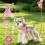 Reflective Dog Harness Set No-Pull Step-in Vest for Small Dogs A 7