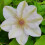 Clematis Jerzy Popiełuszko 2L 1