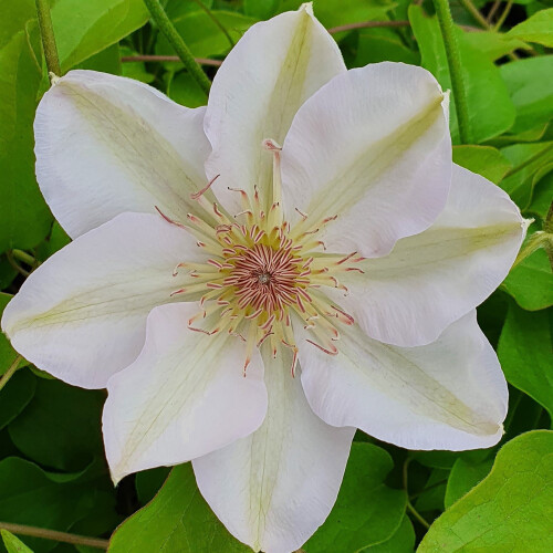 Clematis Jerzy Popiełuszko 2L