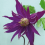 Powojnik Purple Spider botaniczny 2L 1