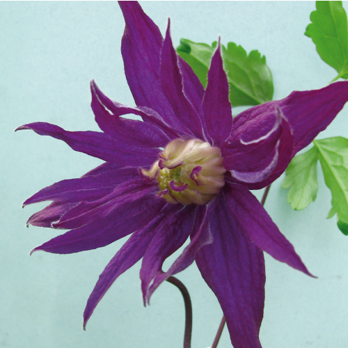 Powojnik Purple Spider botaniczny 2L