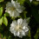 Clematis Duchess of Edinburgh 2L 1