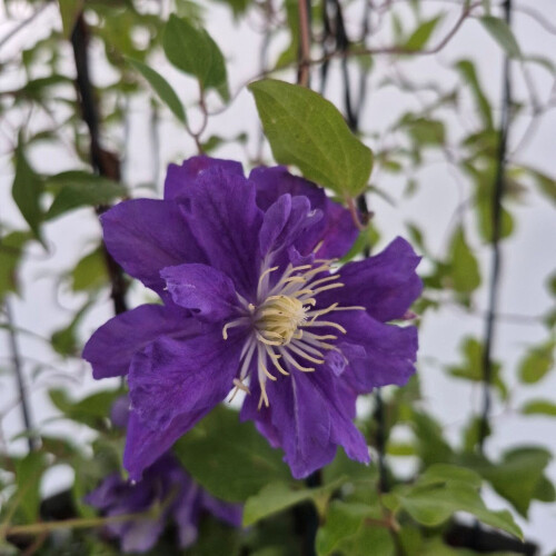 Clematis Kiri Te Kanawa 2L 2