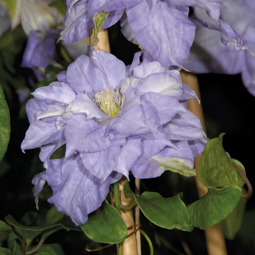 Clematis Mazury 2L