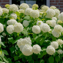 Hortensja ogrodowa Snowball 2L