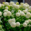 Ortensia Snowball 2L 1