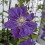 Clematis Kiri Te Kanawa 2L 4