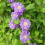 Clematis Kiri Te Kanawa 2L 5