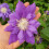 Clematis Kiri Te Kanawa 2L 6