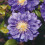 Clematis Kiri Te Kanawa 2L 7